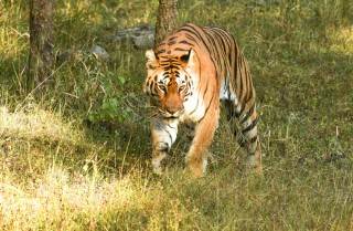 7 Days Madhya Pradesh (Bandhavgarh, Kanha, Pench)
