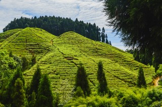 6 Days Sikkim (Darjeeling, Kalimpong, Gangtok)