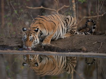 8 Days Assam (Manas, Nameri, Kaziranga , Guwahati)