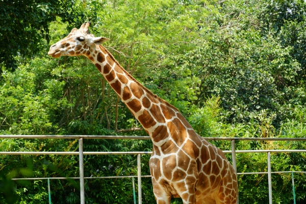 8 Days Odisha (Puri, Satkosia, Bhitarkanika, Bhubaneswar)