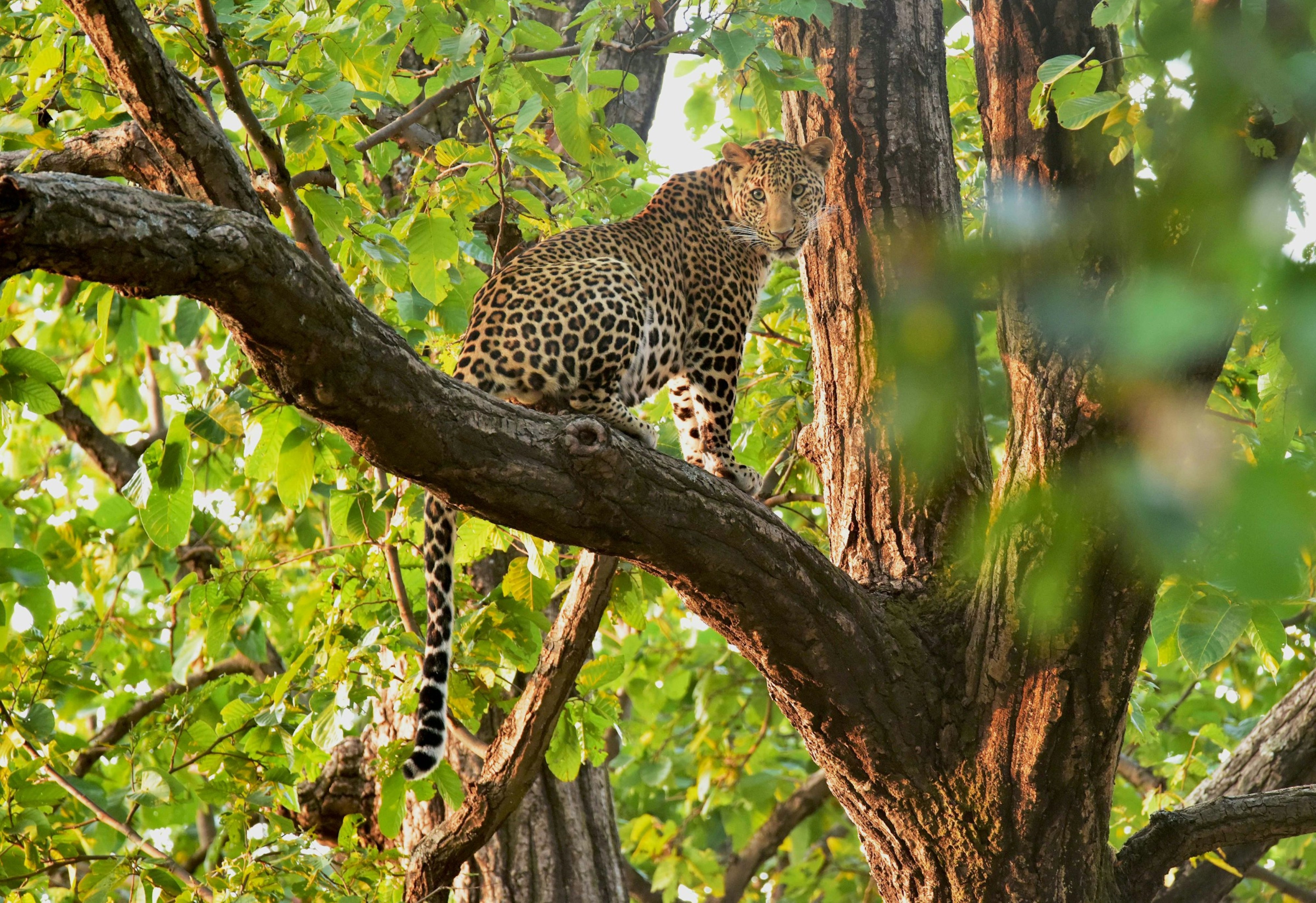 Bandhavgarh