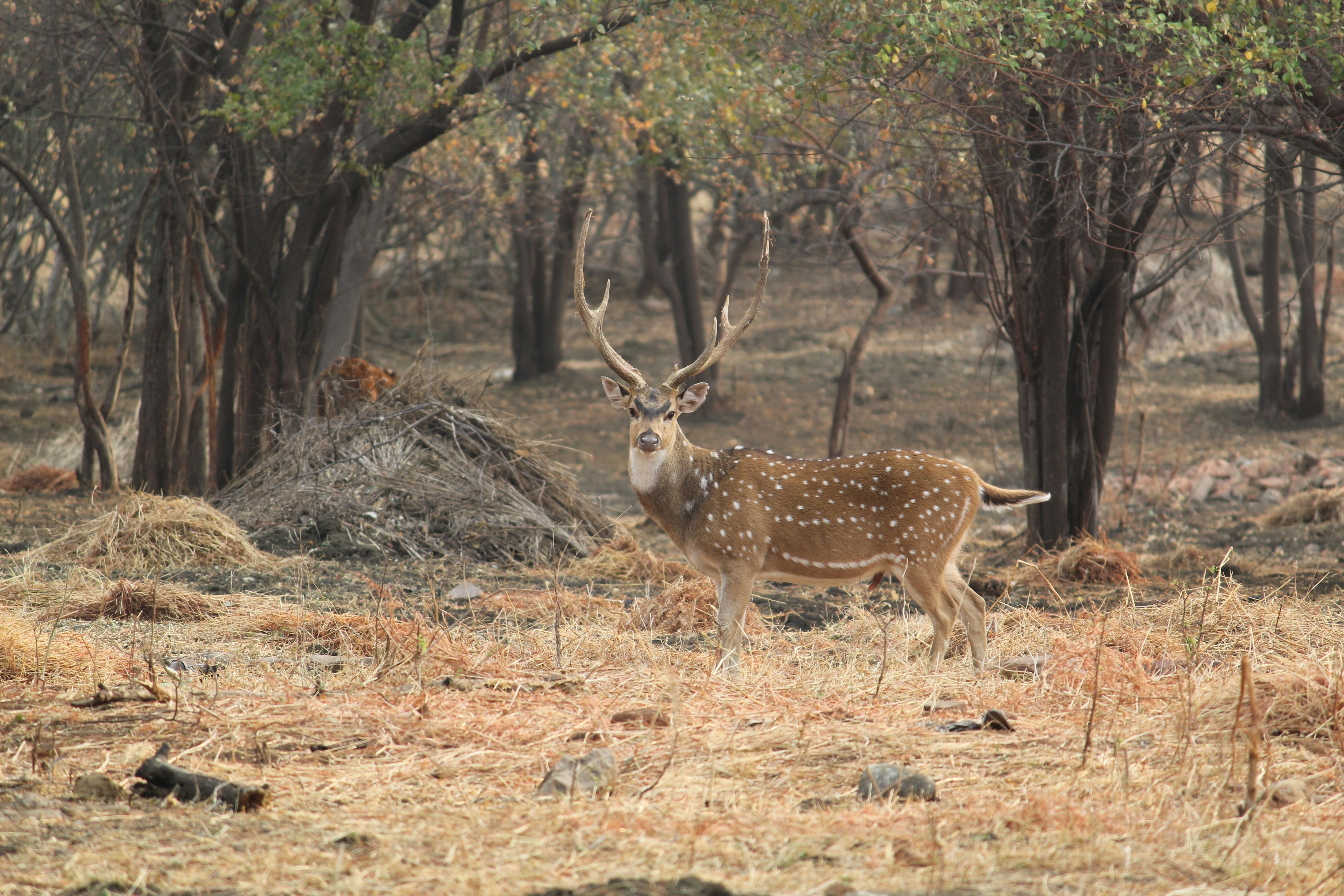 Tadoba National Park